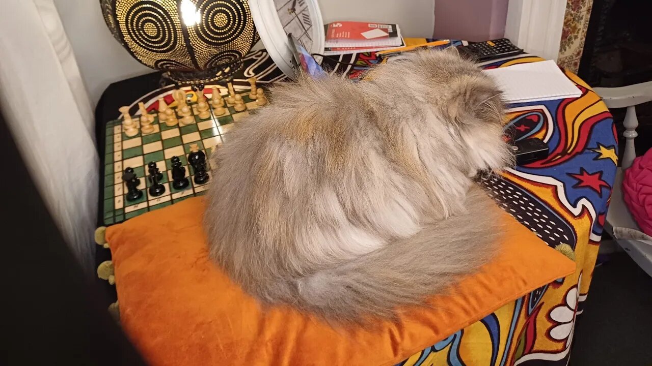 STUDY with me and my cat Day:4 |CAT PURRS| 和我一起學習