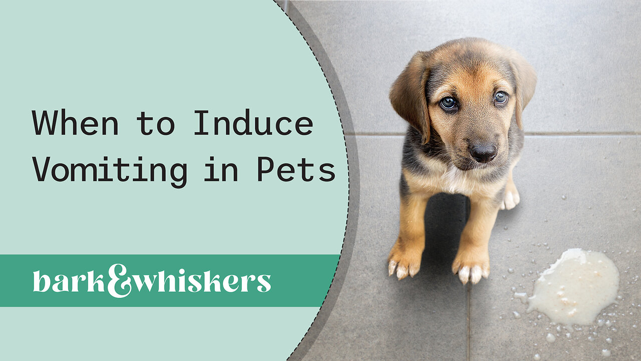 When to Induce Vomiting in Pets