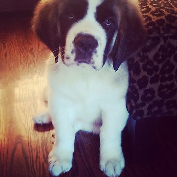 Big Goofy Saint Bernard SLO Mo running!