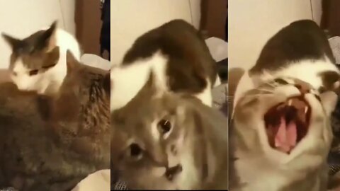 Cat Bites Cat Funny Video