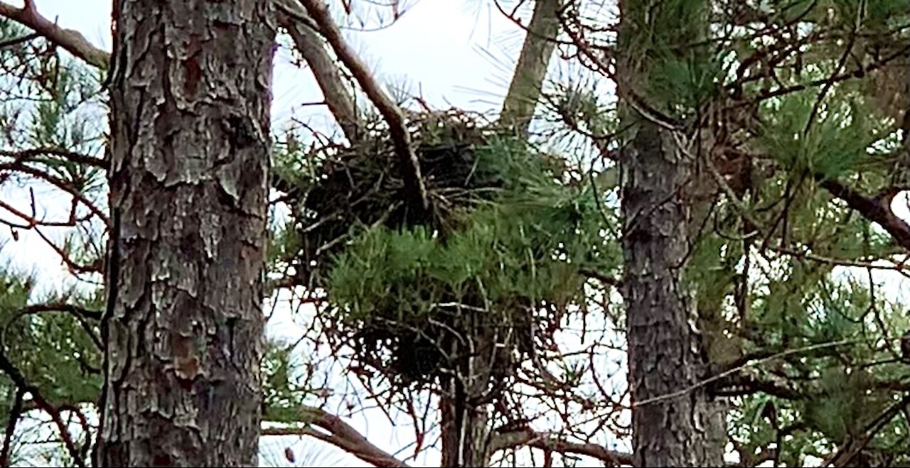 The nest and sounds of a Bald Eagle.