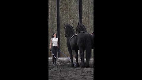 Horse training.