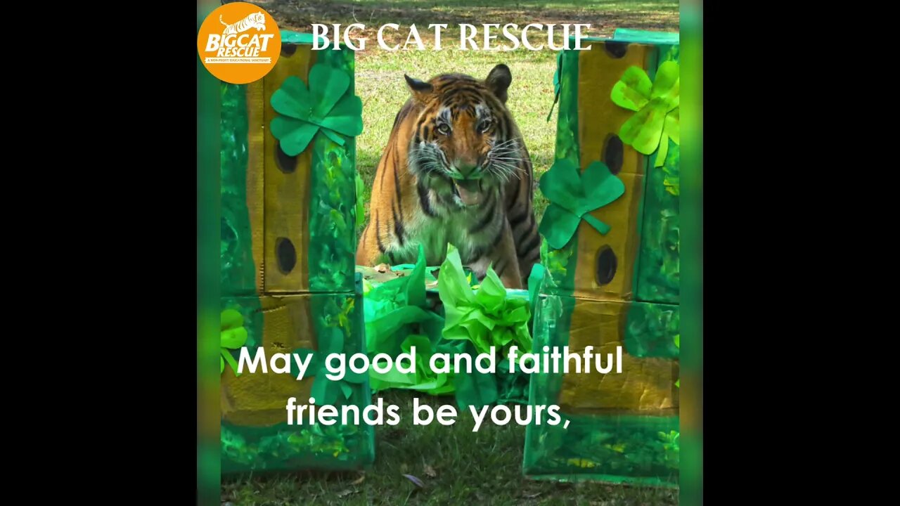 Big Cat Rescue #1~ Irish Blessing for St Patrick’s Day! #bigcatrescue #catvideos #cats #reels