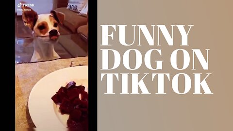 FUNNY DOG ON TIKTOK COMPILATION