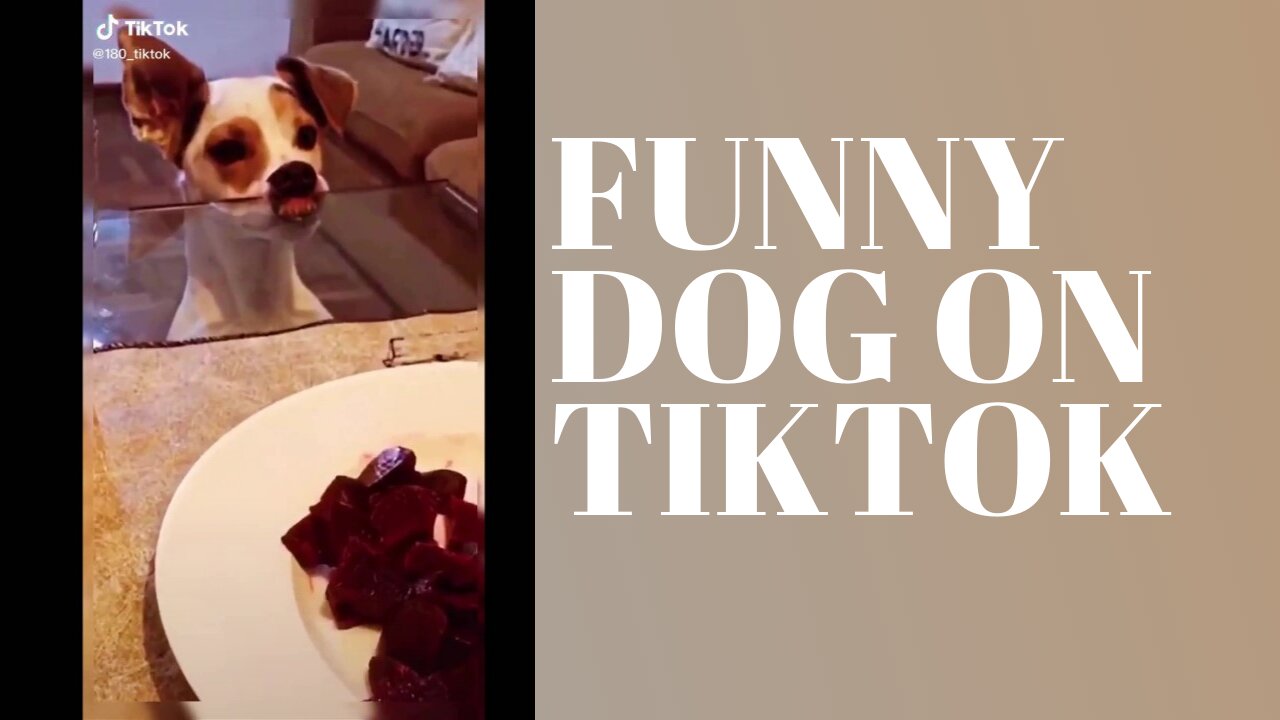 FUNNY DOG ON TIKTOK COMPILATION