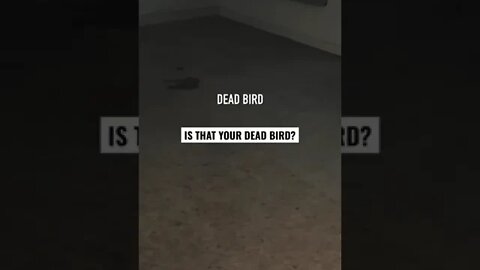 IS THAT YOUR DEAD BIRD? 😬 #ghosts #paranormal #haunted #creepy #scary #ghostbusters