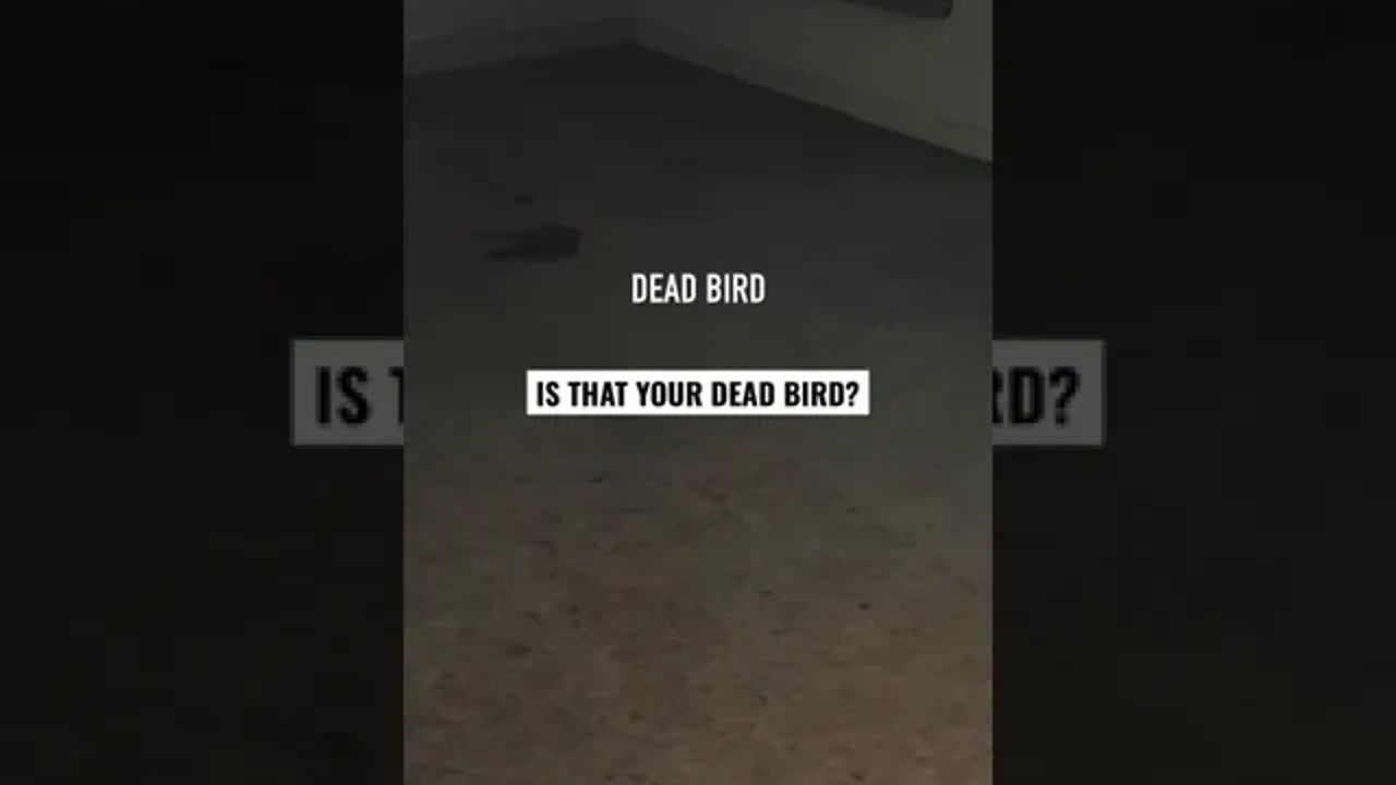 IS THAT YOUR DEAD BIRD? 😬 #ghosts #paranormal #haunted #creepy #scary #ghostbusters