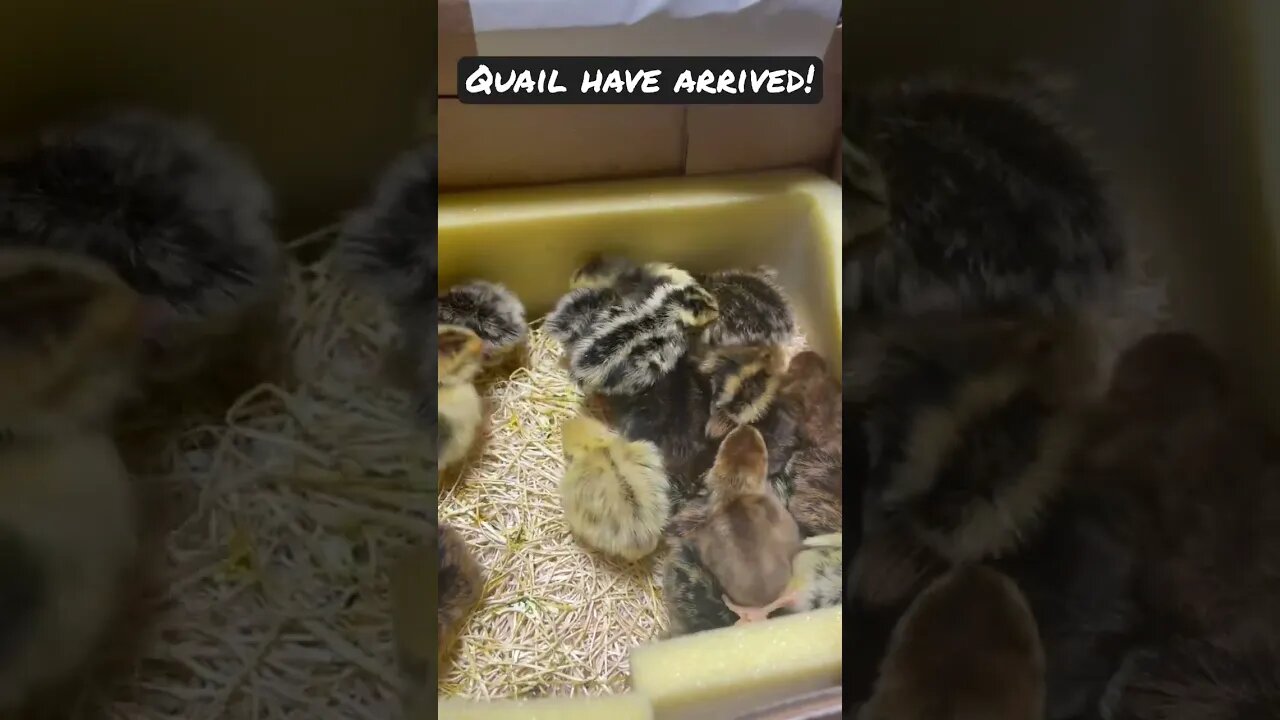 Quail are in their new home! #quail #quaileggs