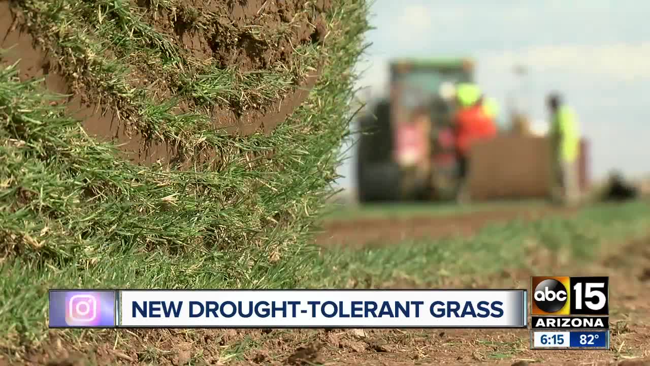 New drought-tolerant grass affordable and safe for the Valley