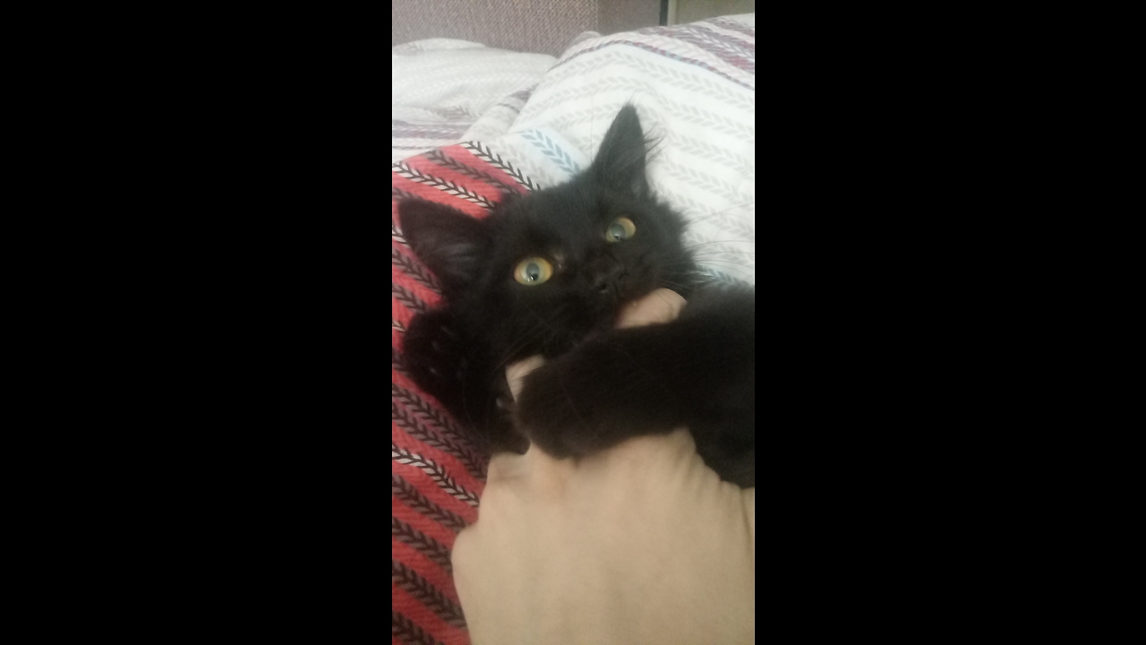 Fighting with KillerCat