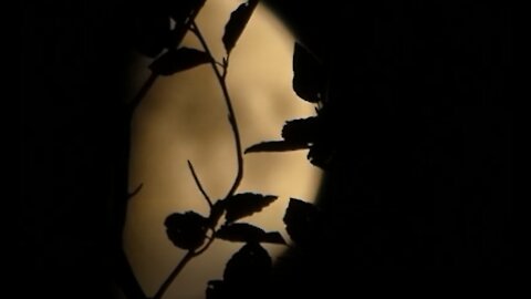 Moon, sky and trees