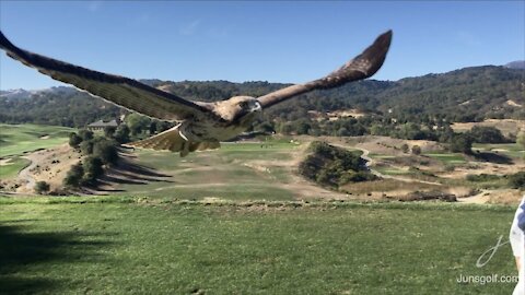 The Hawk that Visited My Lesson Tee