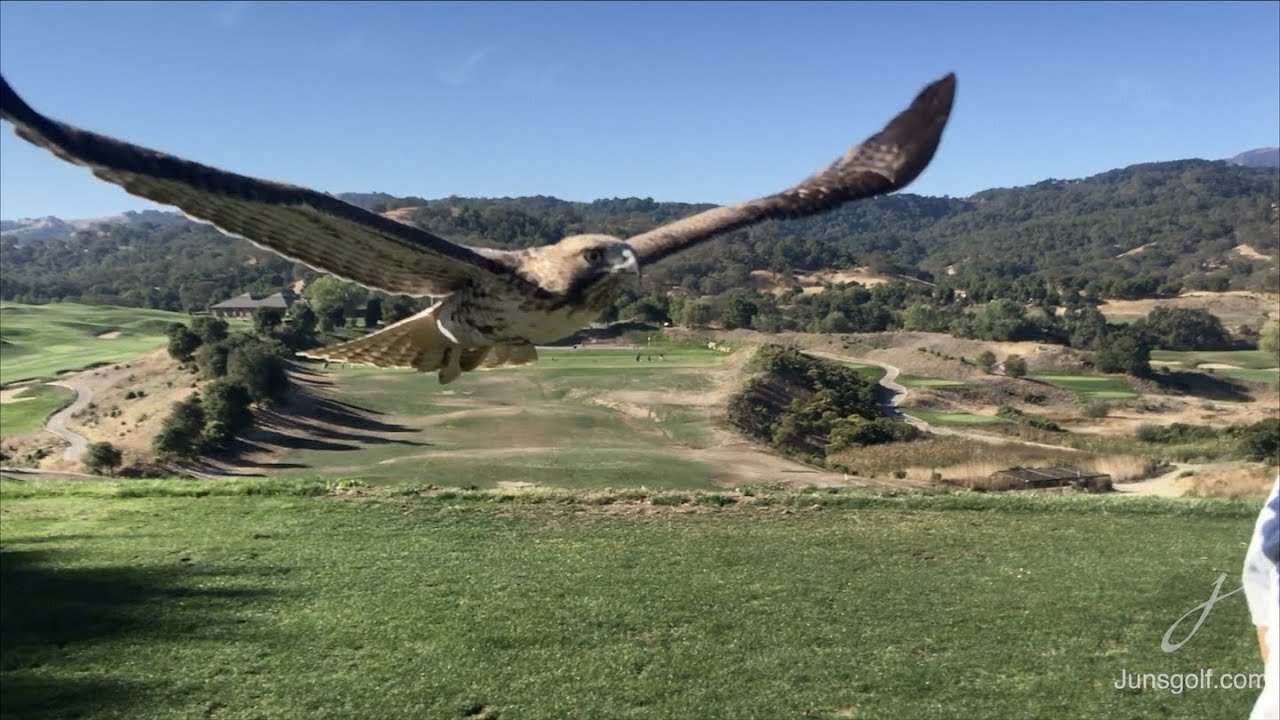 The Hawk that Visited My Lesson Tee