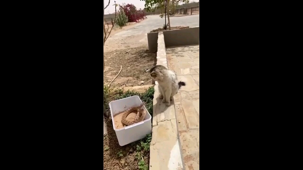 Cats are ninjas 🥷 🐈... prove me wrong 🤷🏽♂️