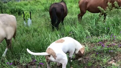 Henry grazes with the Brumbies 😆