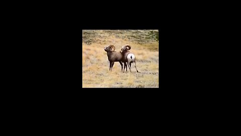 goat fight