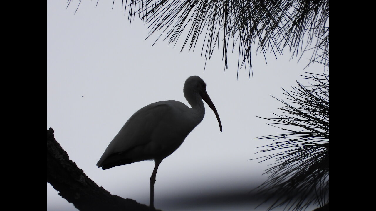 American White Ibis Flock Perch High In A Tree As A Storm Blows In