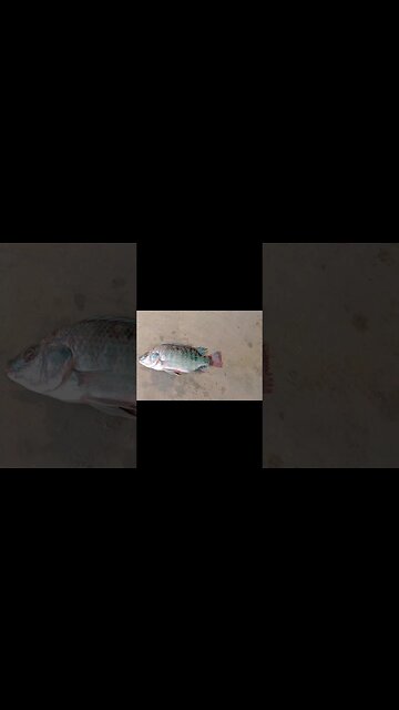 yummy village food recipe😍@BENGALCOOKING #shorts #youtubeshorts #viral #viralshorts #trending #short