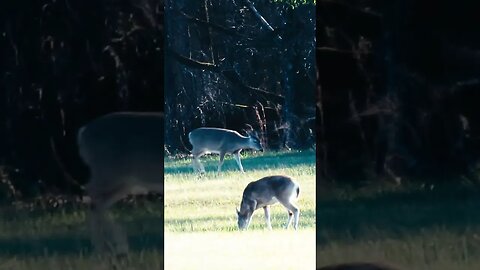 Deer in Georgia Battlefield