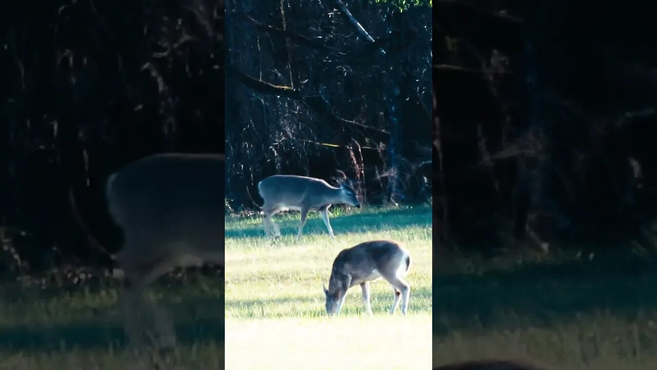 Deer in Georgia Battlefield