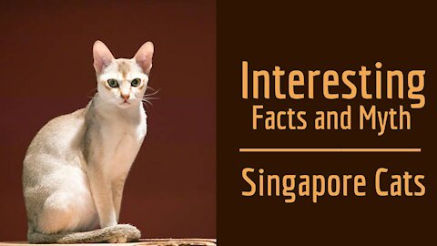 Interesting Facts & Myths about Singapore Cats