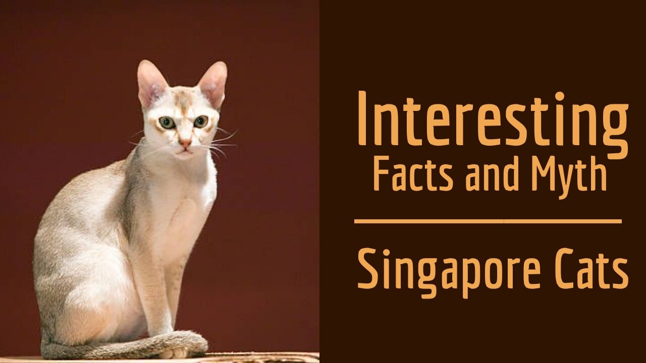 Interesting Facts & Myths about Singapore Cats