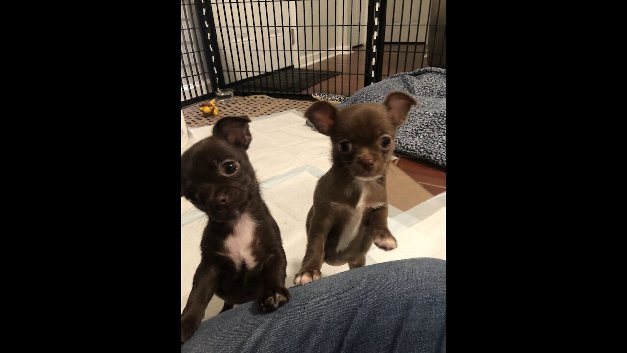 My new chihuahua puppies: welcome Tinker Toy & Tippy Toes