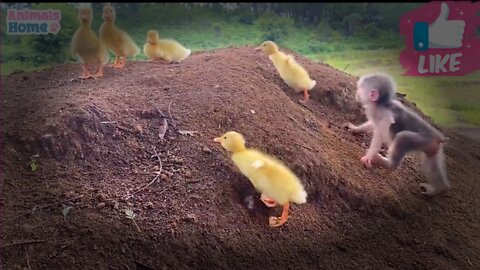 😆😆funny monkey and chick funny video