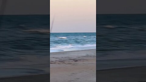 Rare Ocean Fox 🦊 Caught on Video! #shorts