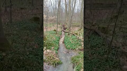#shorts #wald #wandern #bärlauch