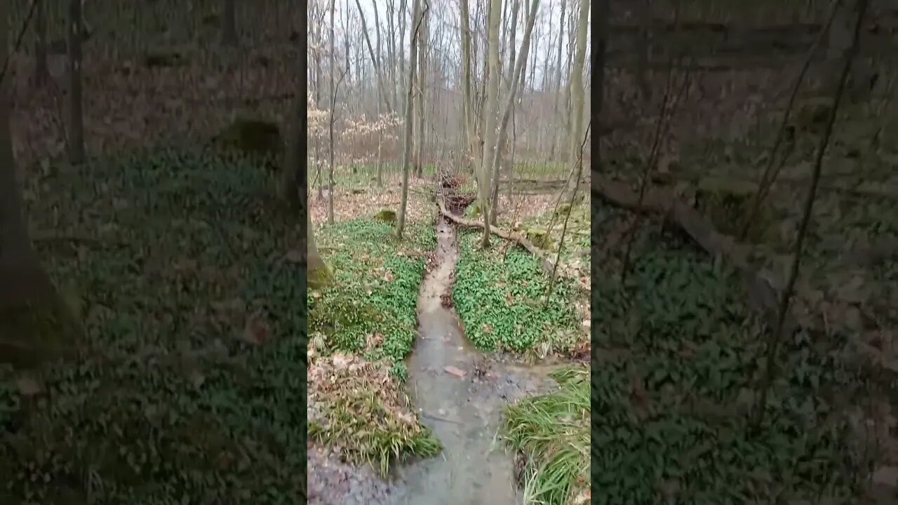 #shorts #wald #wandern #bärlauch