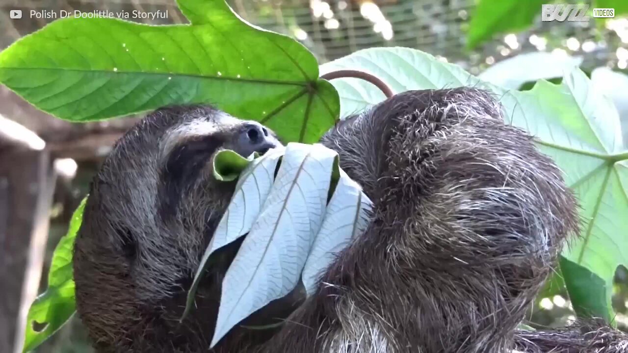 Preguiça pendura-se pelos pés para comer