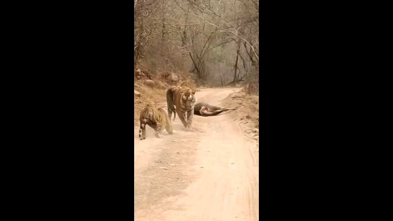 Tiger Dangerous Fight For Food