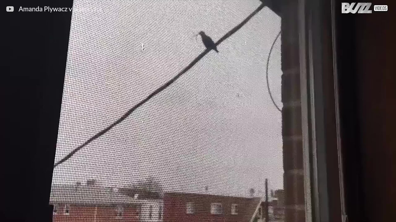 Gatto fa strani rumori quando vede gli uccellini