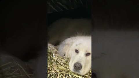 Some nights are long for live stock guard dogs. #homesteading #livestockguardiandogs #greatpyrenees