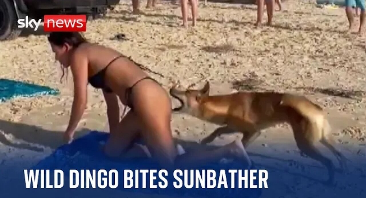 Australia: Dingo bites sunbathing tourist in Queensland