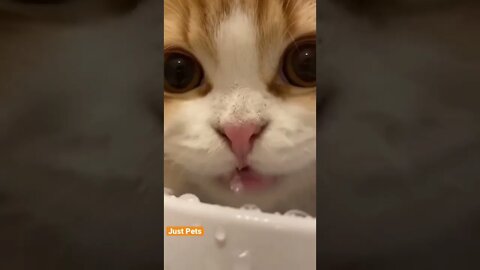 Yummy 🤤 #cat #cute #funnyanimals #funnyvideos #tiktok