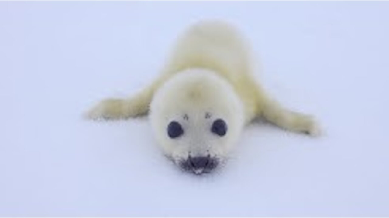 A baby seal comes close to me. she mistakes me for her mother and come to sniff me.