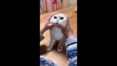 Most Satisfying Funny Cat Video 😂😂😂