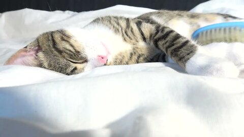 Cute Kitten Likes being Brushed