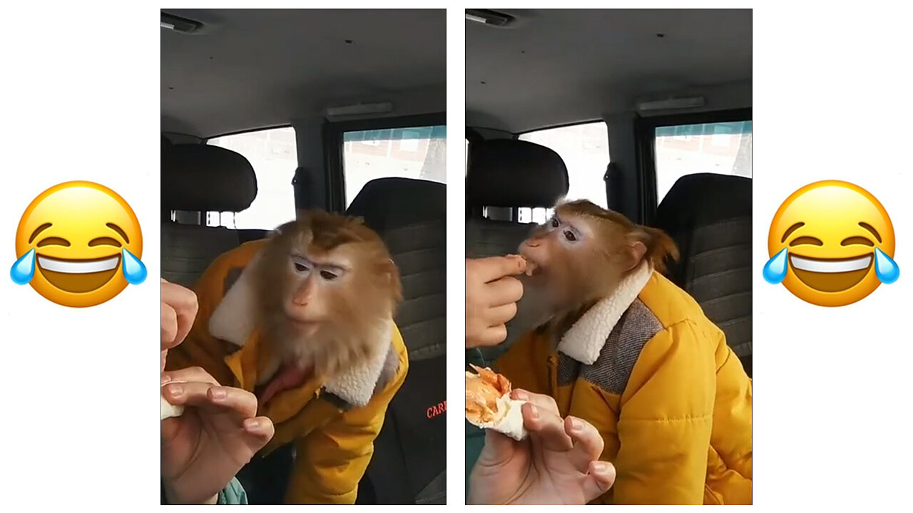 Golden Snub nosed Monkey Eating Funny
