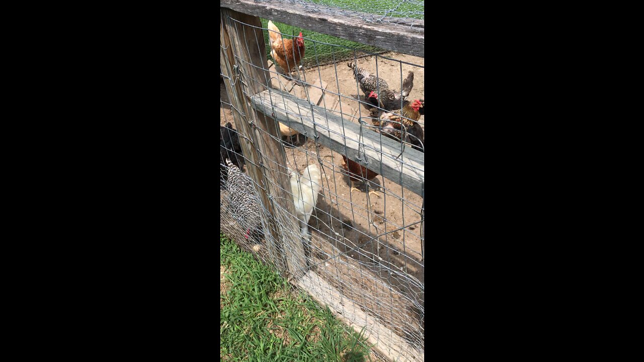 Watering the Fowl