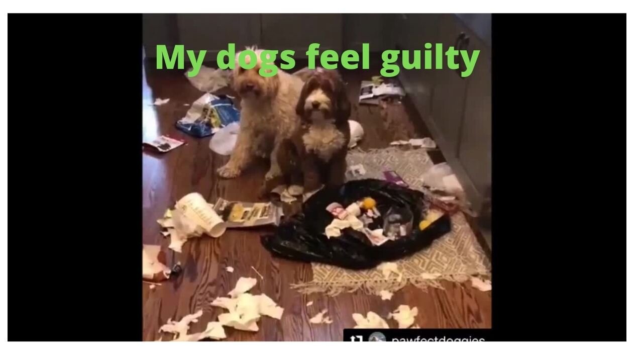 My Dogs Feel Guilty