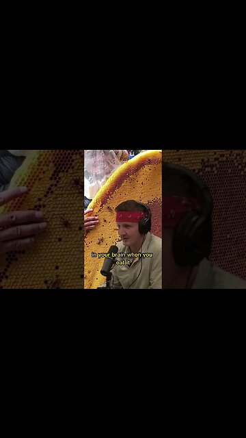 Why does the Mad Honey have a hallucinogenic effect? The effects of Mad Honey - Joe Rogan & Sonny