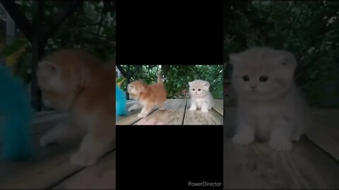 The funniest animals / Fun with cats and dogs @chcreation moratuwa