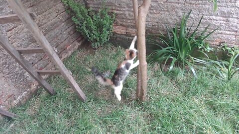 Joy discovered that he can climb trees