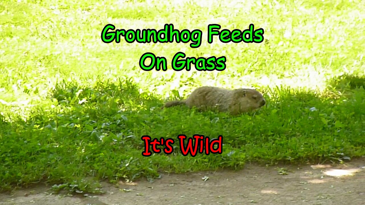 Groundhog Feeds On Grass