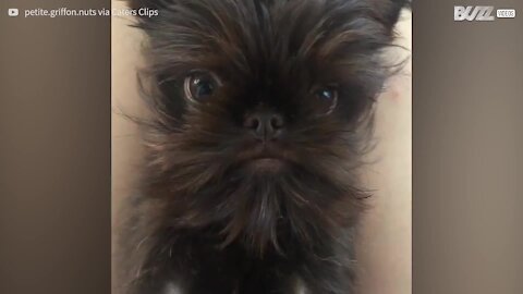 Chien adorable avec barbe épique !