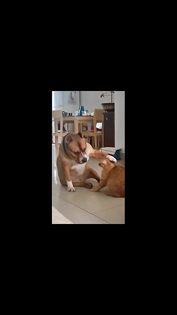 Barsik, stop it, it’s inconvenient, well, people are watching