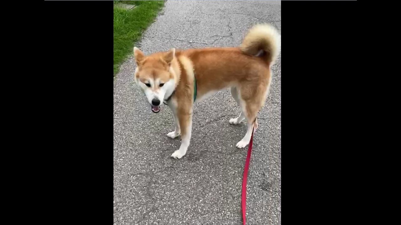 Akita inu 1